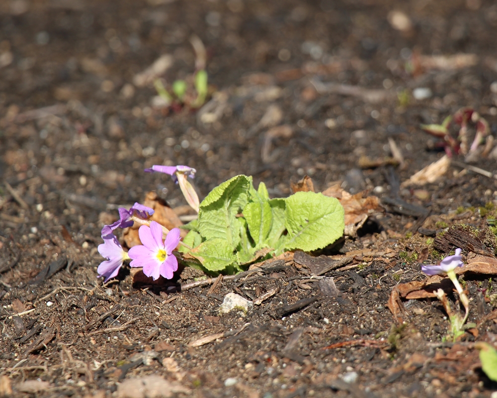 Primula vulgaris ssps sibthorpii