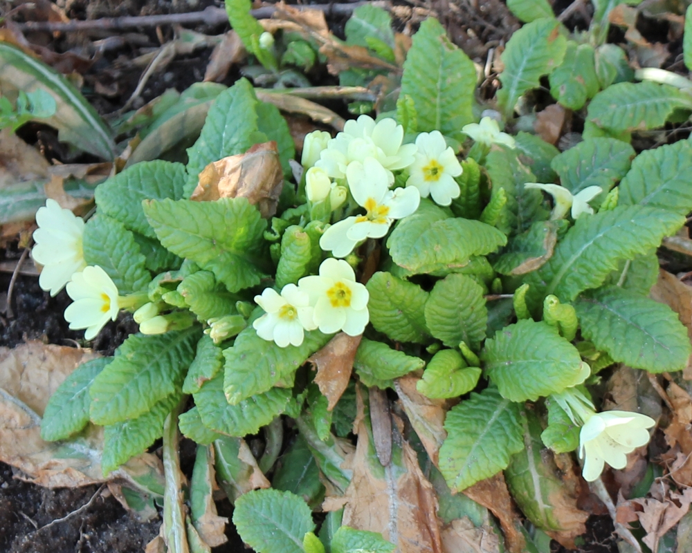 Primula vulgaris