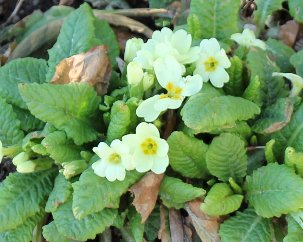 Primula vulgaris