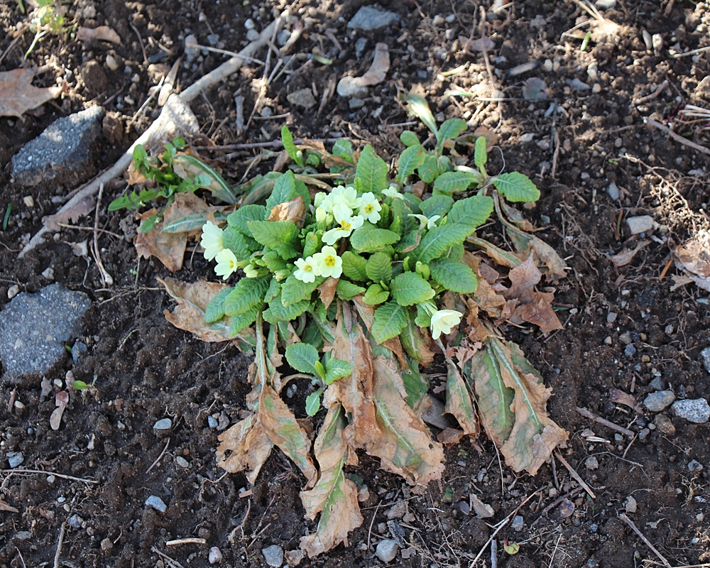 Primula vulgaris