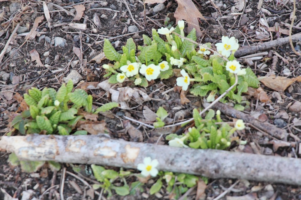 Primula vulgaris