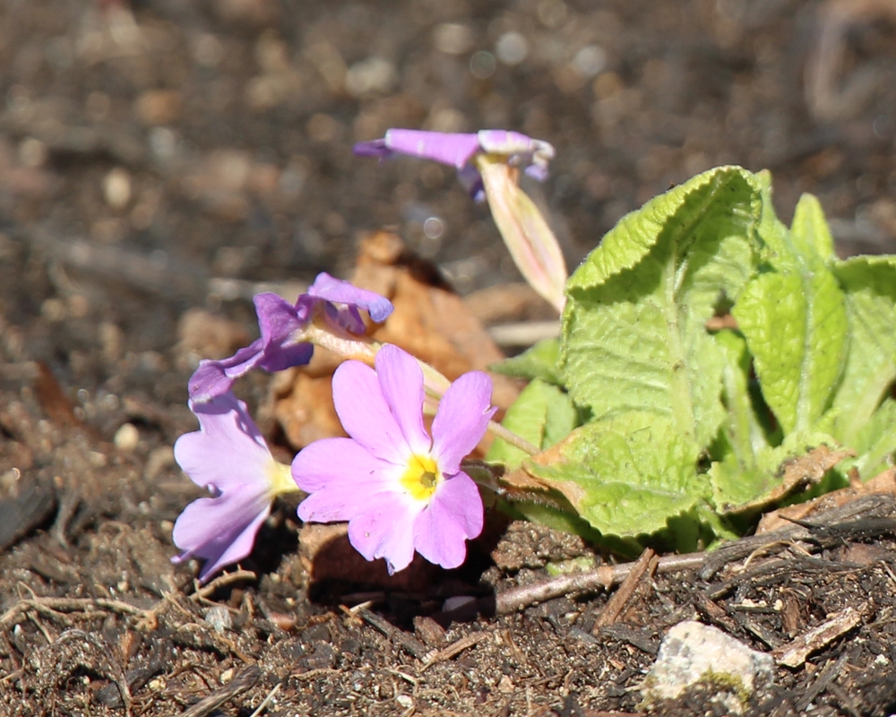 Primula vulgaris ssp sibthorpii