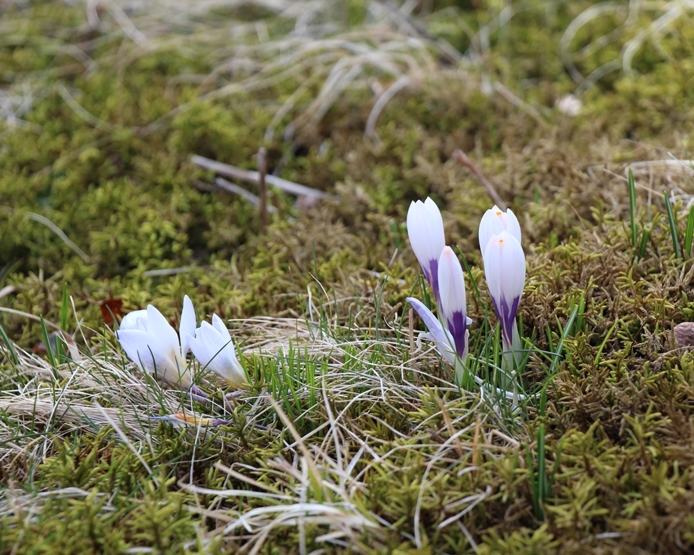 Crocus