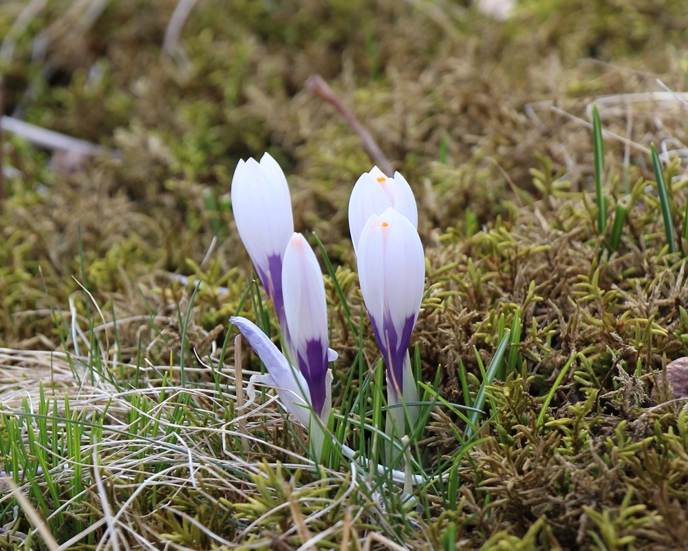 Crocus