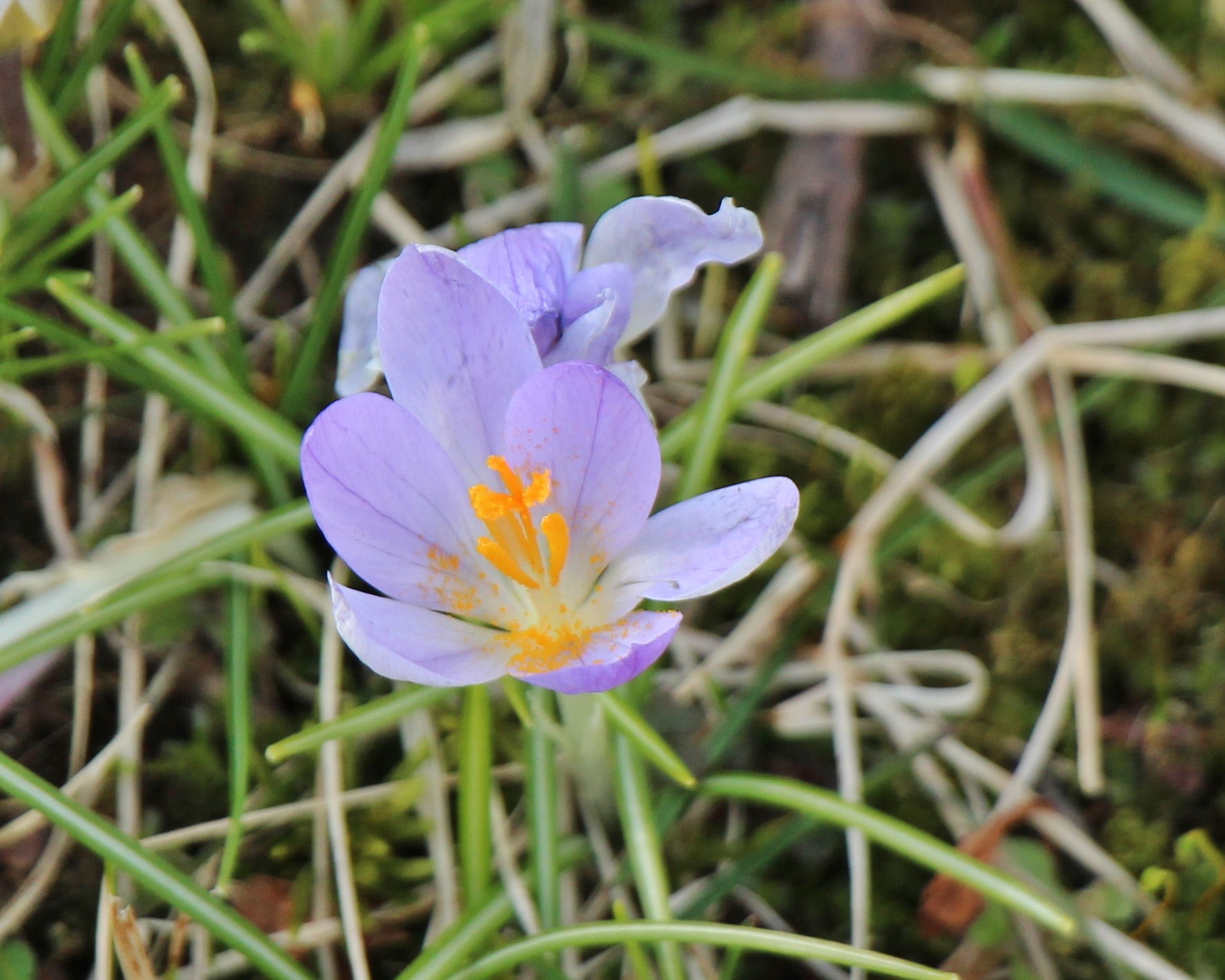 Species crocus