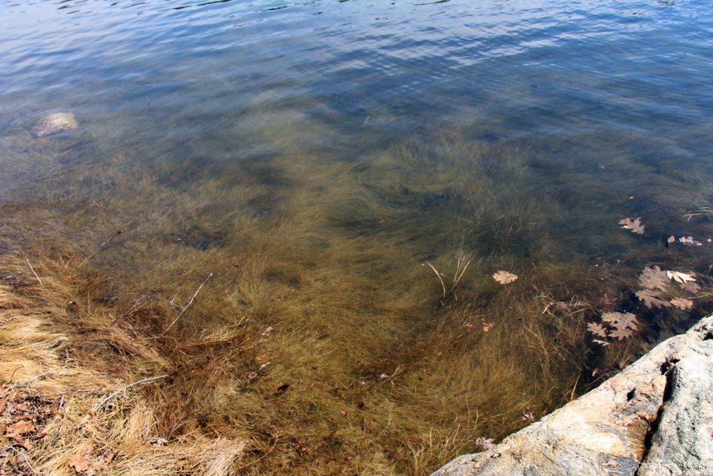 Seaweed at slack tide