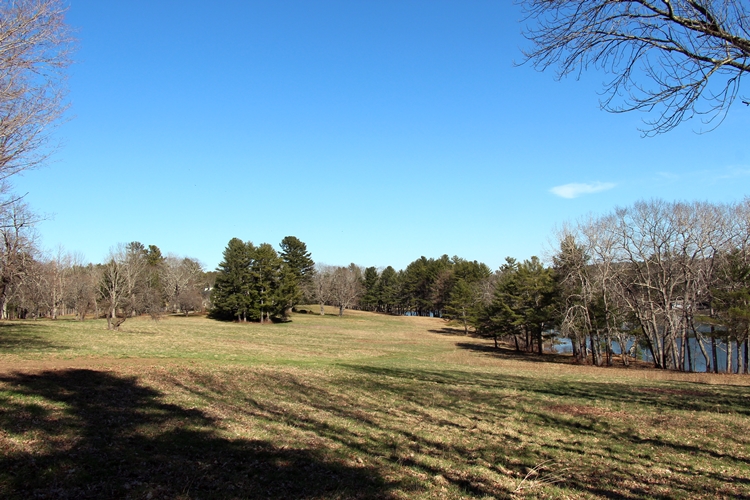 Spring Meadow