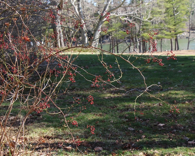 Spring-meadow-4-15-16-d-500