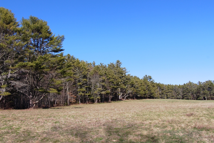 The far meadow