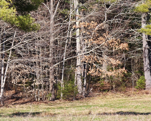 Spring-meadow-4-15-16-i-500