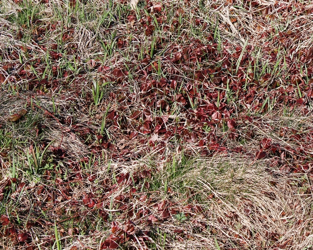 Spring-meadow-4-15-16-j-500