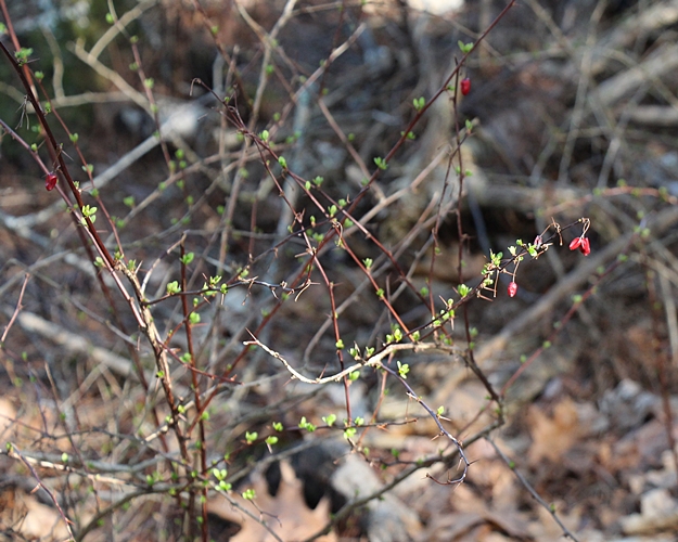 Spring-meadow-4-15-16-l-500