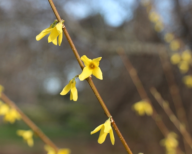 Forsythia