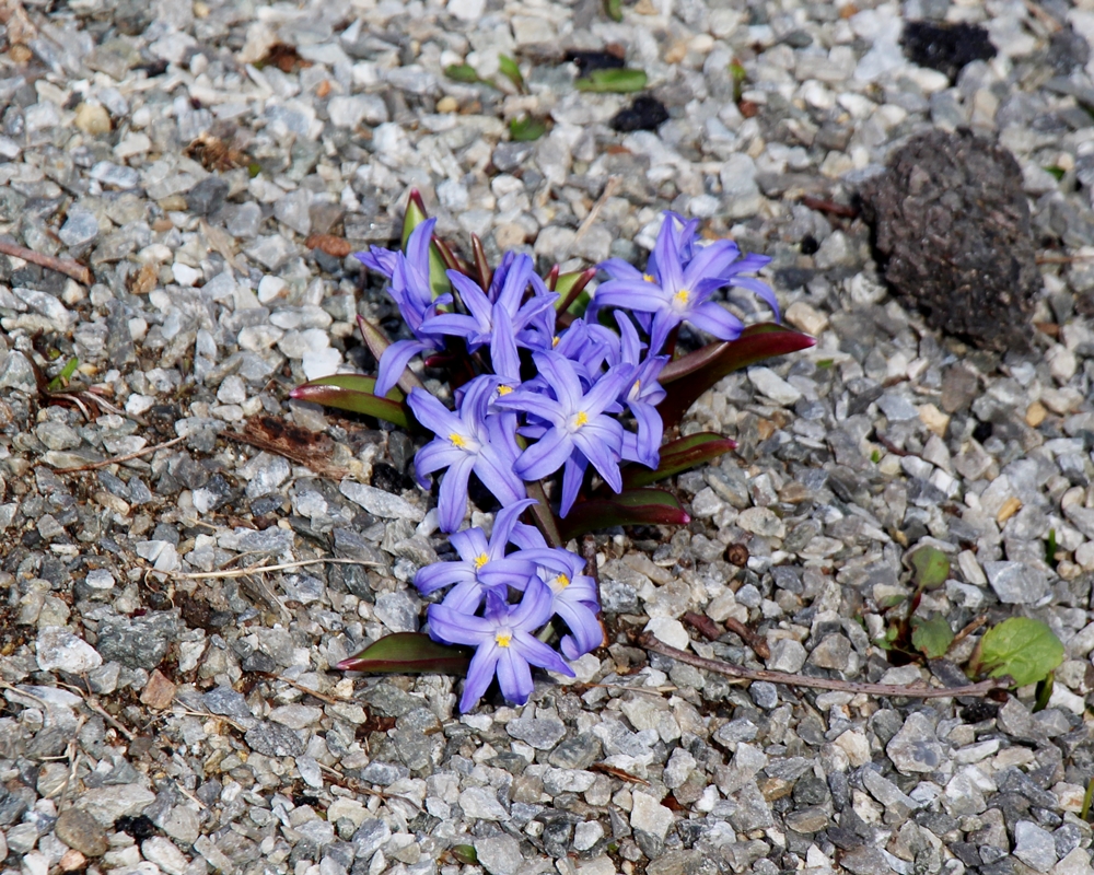 Chionodoxa forbessii