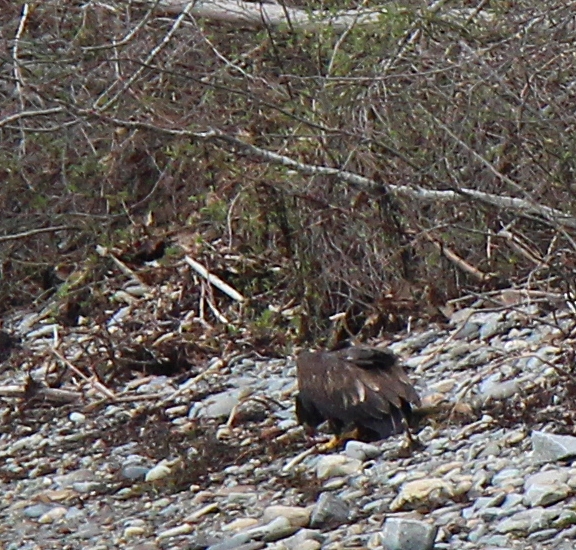 Immature bald eagle