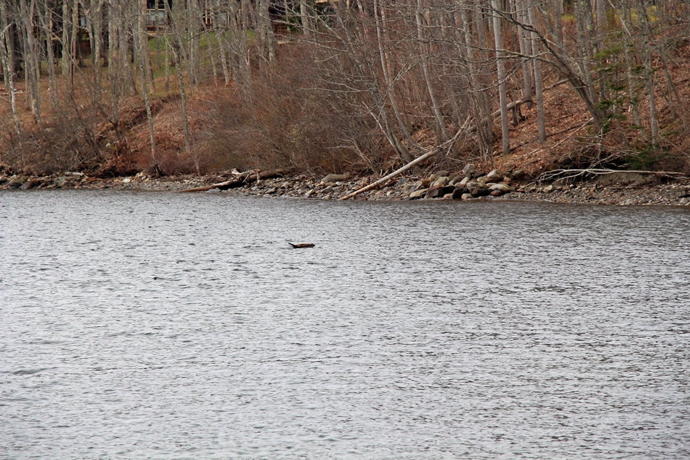 Immature bald eagle in water