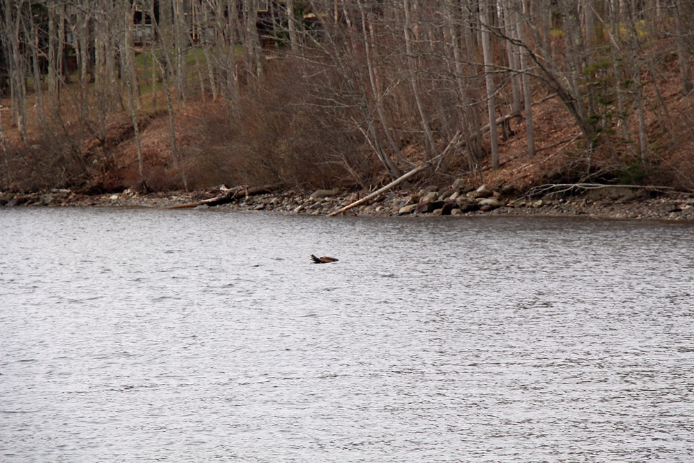 Immature bald eagle in water