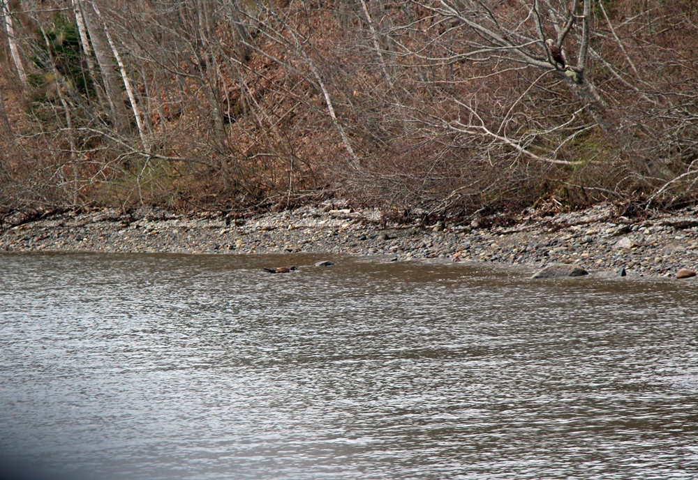 Immature bald eagle in water