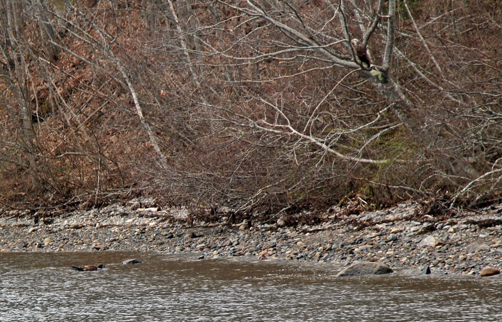 Immature bald eagle in water