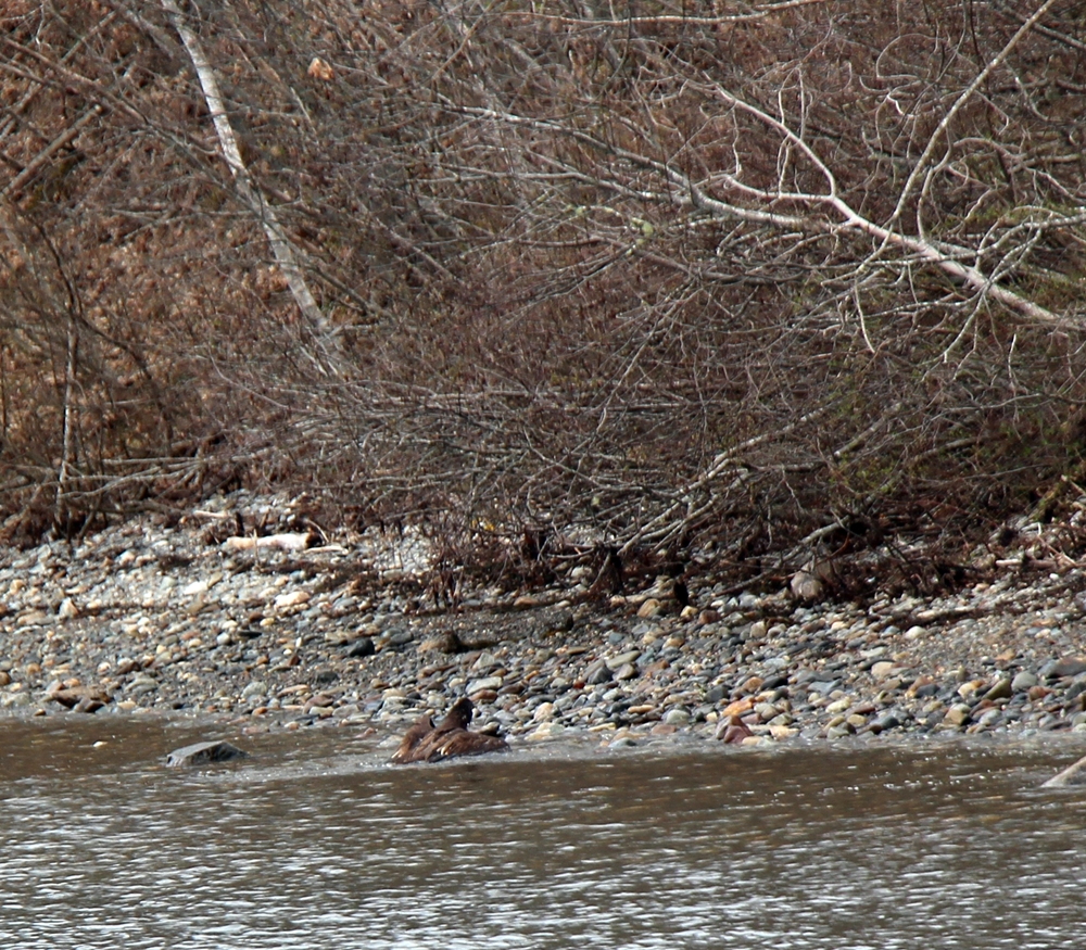 Immature bald eagle