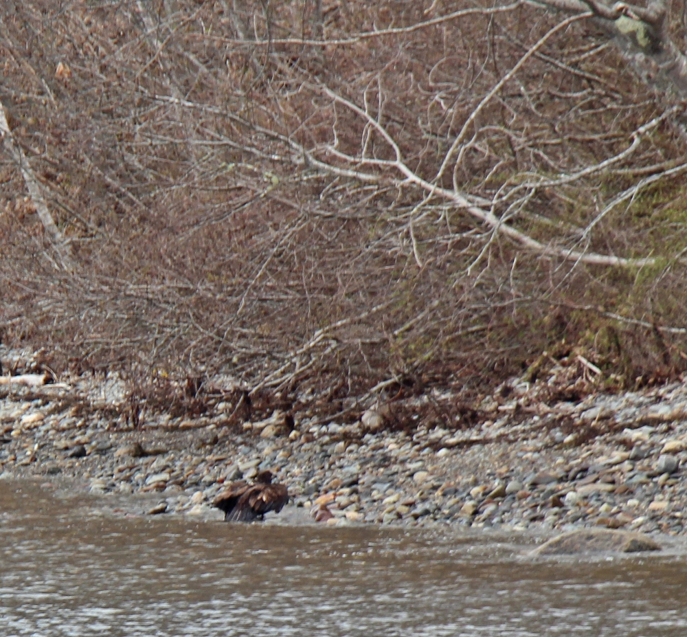 Immature bald eagle