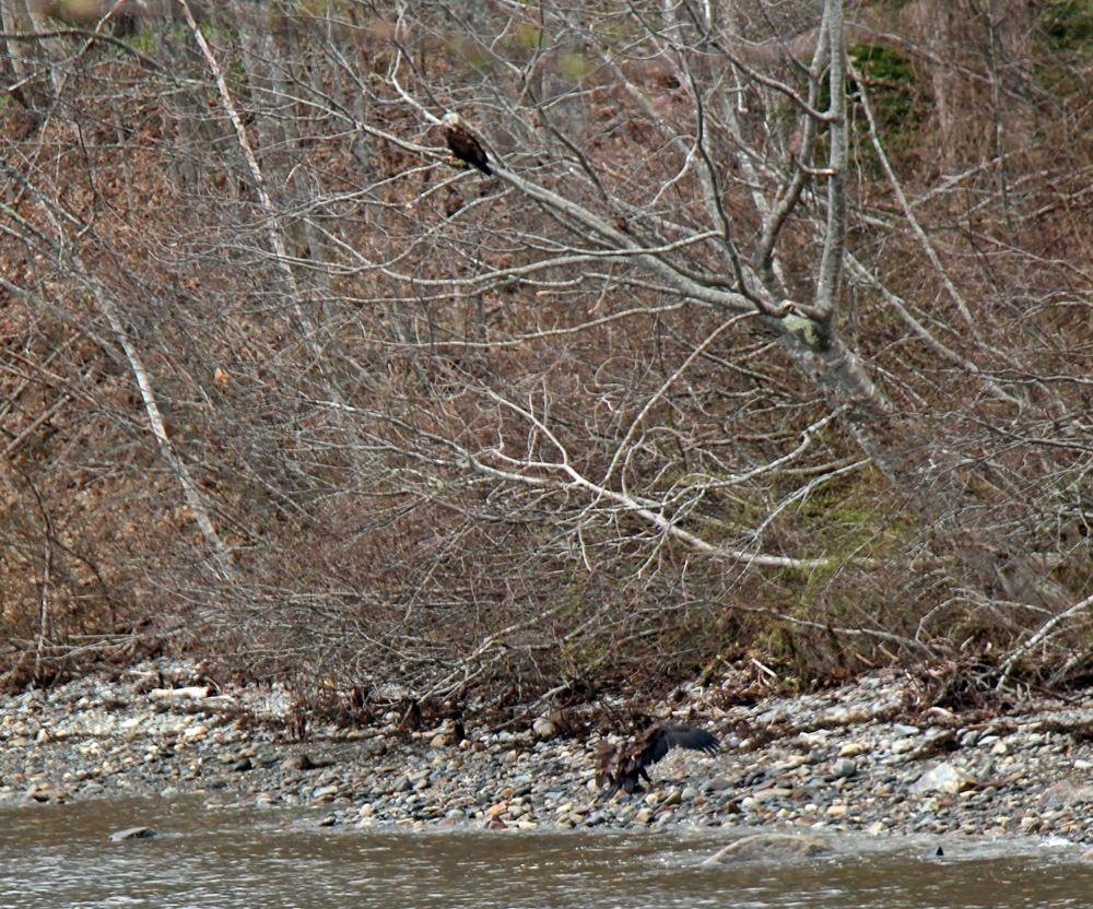 Immature bald eagles