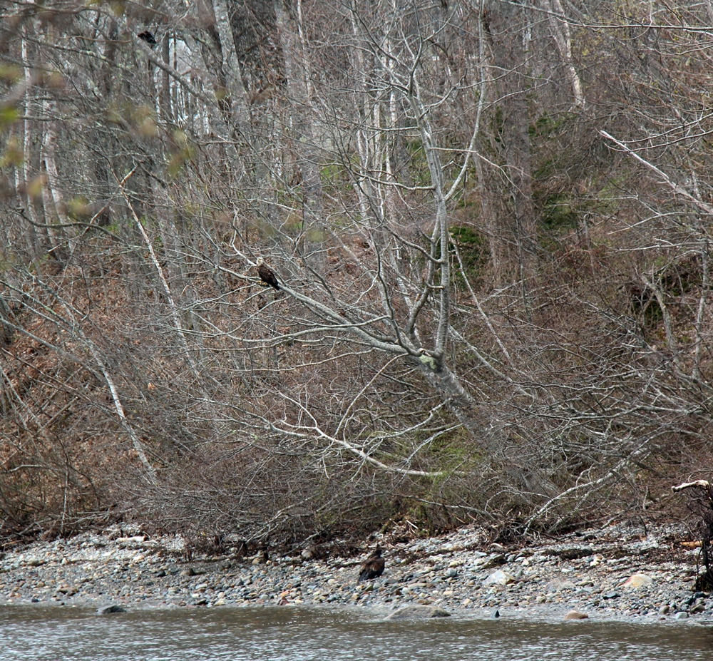 Three immature bald eagles