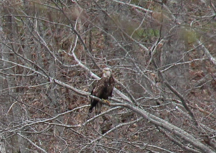 Immature bald eagle