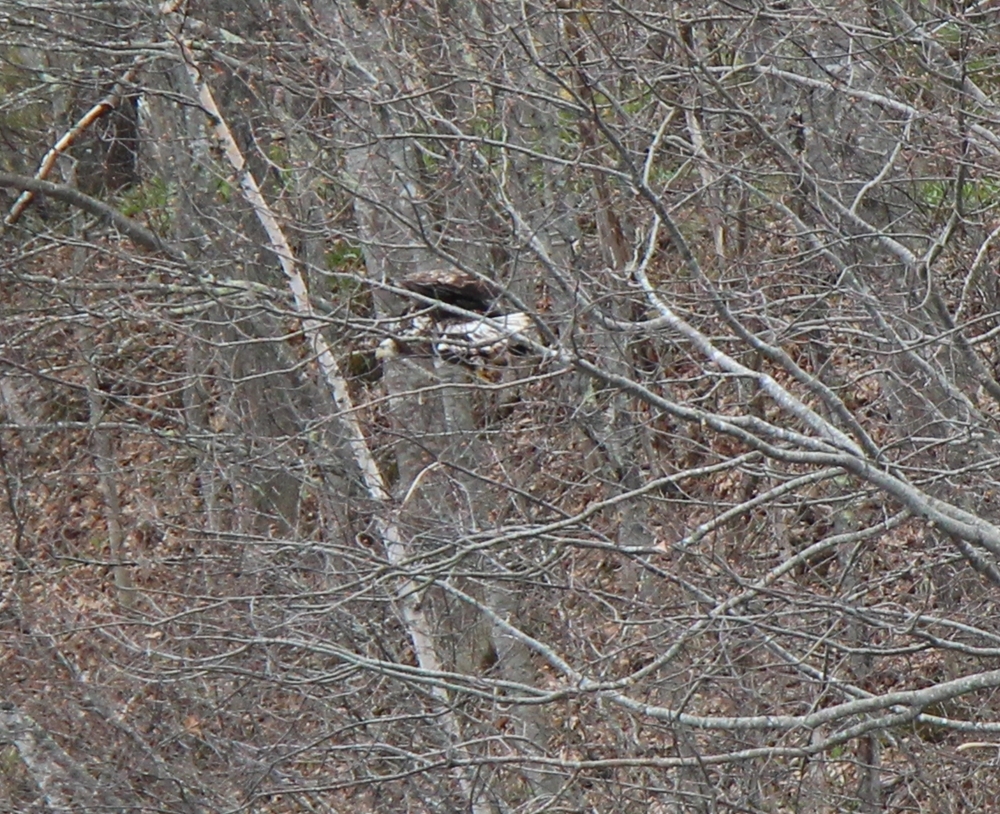 Immature bald eagle