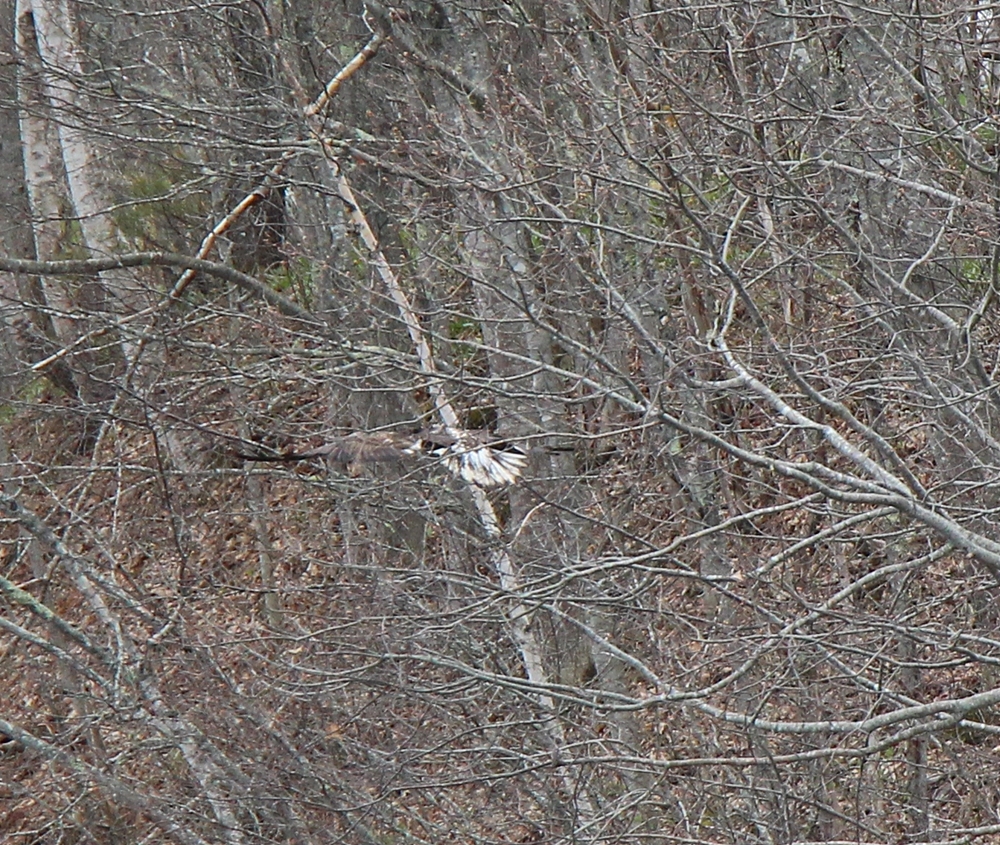 Immature bald eagle