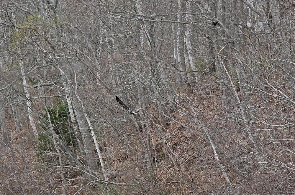 Immature bald eagle