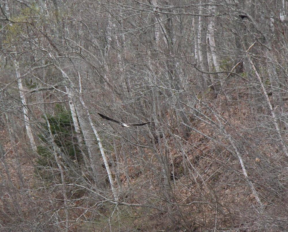 Immature bald eagle