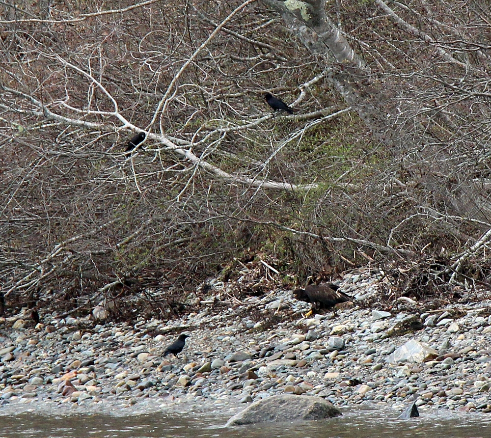 Immature bald eagle defending it's food