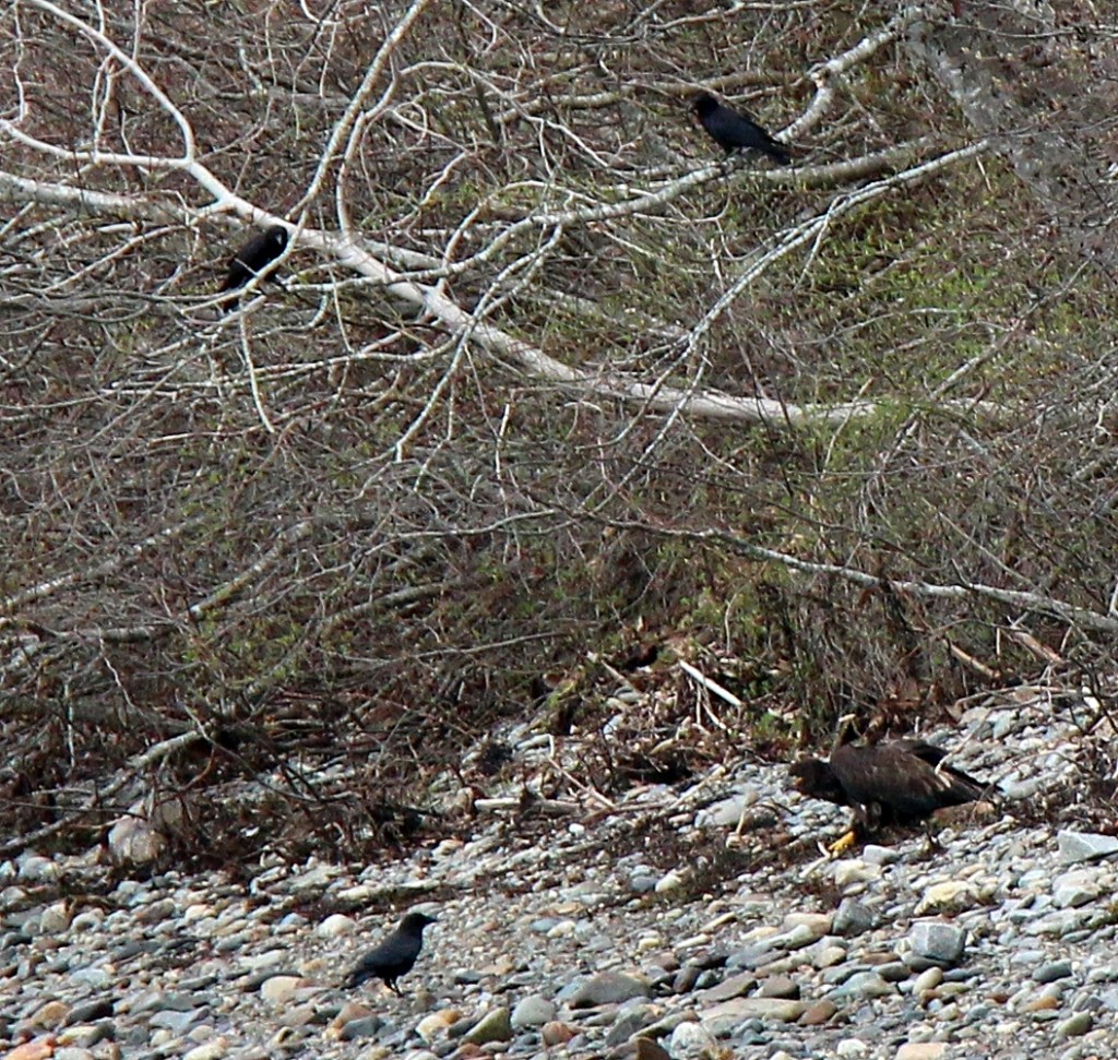 Immature bald eagle defending it's food