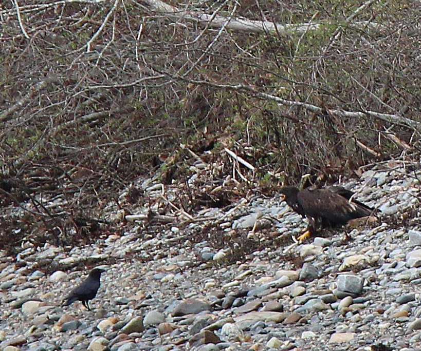 Immature bald eagle defending it's food