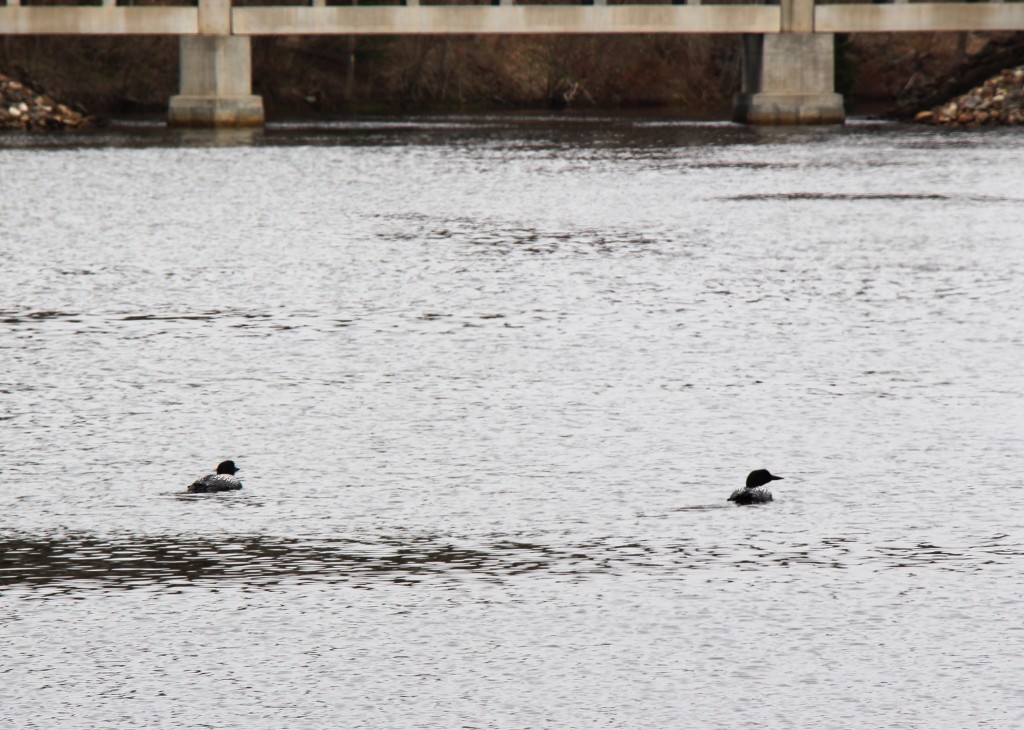 Maine loons