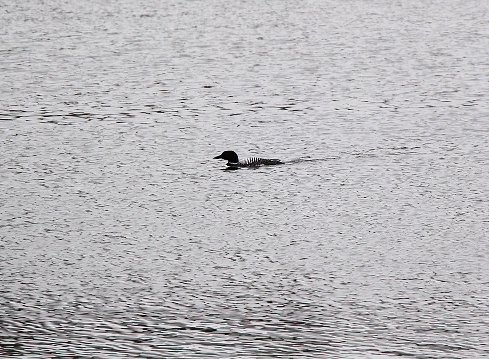 Maine loon