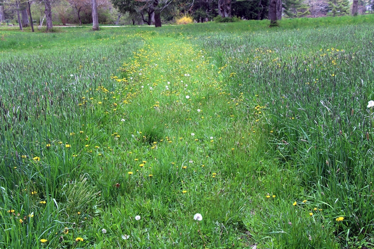 Maine meadow in spring