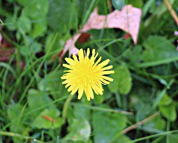 Dandelion