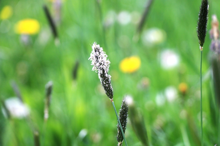 Grass in bloom