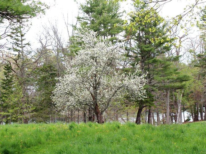 Apple Tree in Bloom