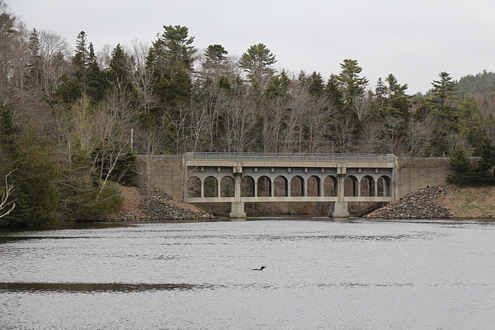 Maine loon