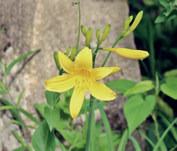 Lemon Daylily