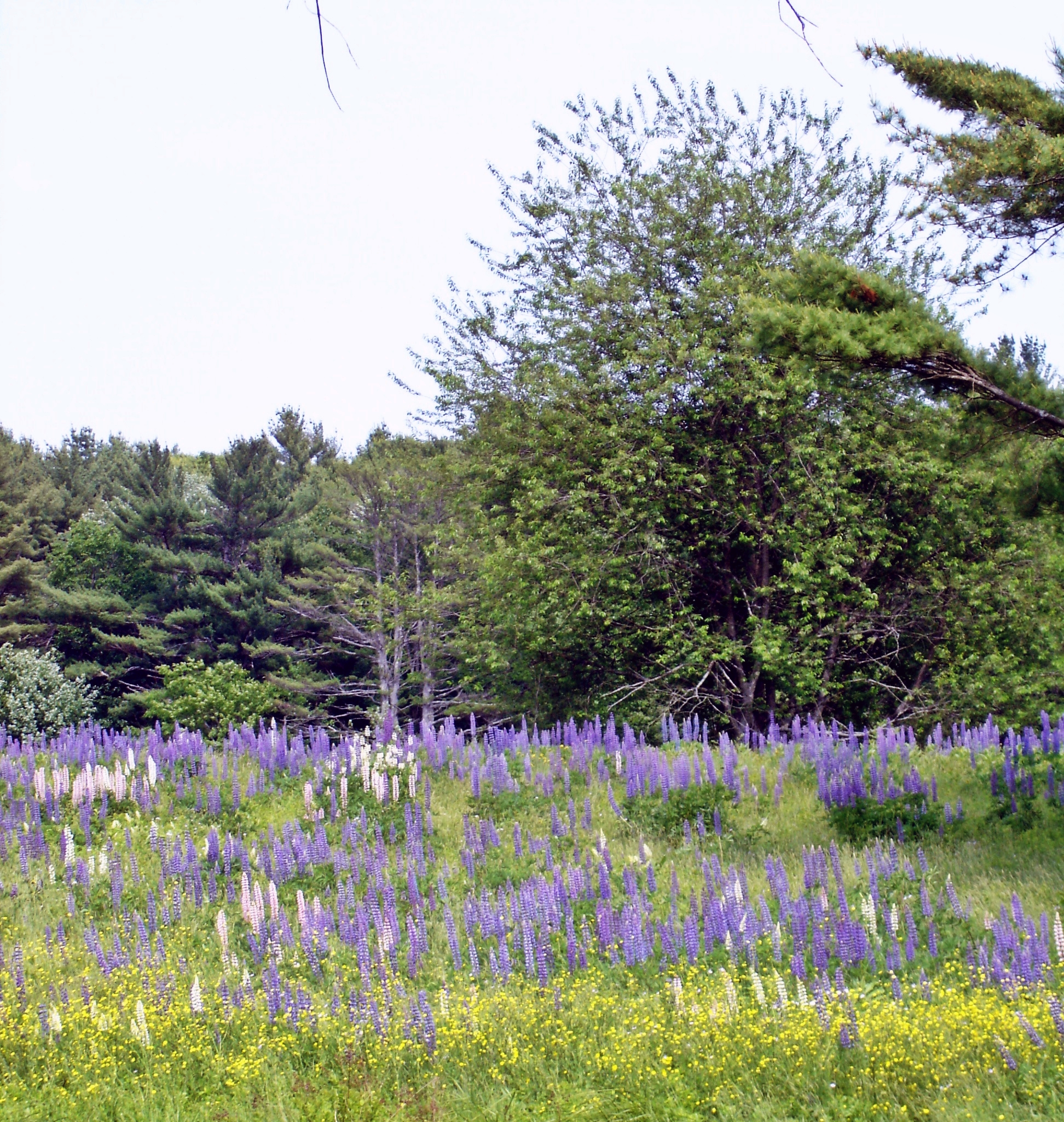 Maine Lupin Field