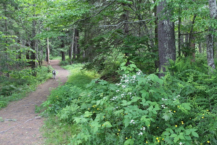 Meadow walk Maine