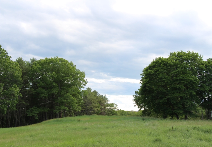 Meadow walk