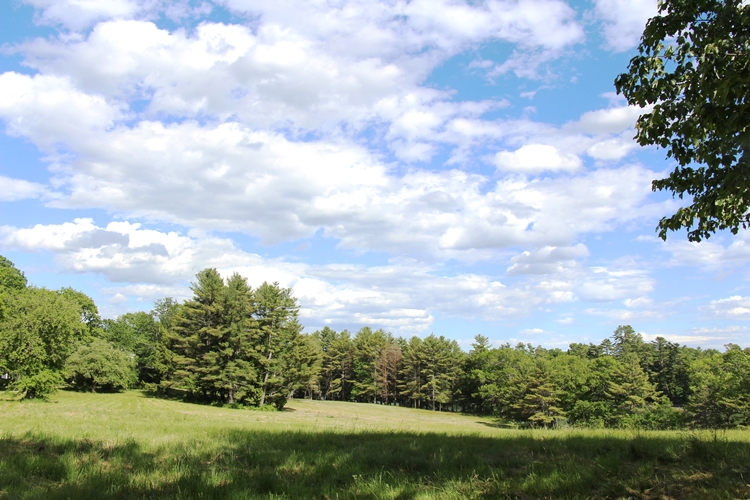 Maine meadow walk