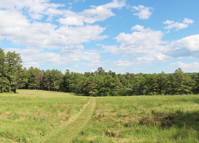 Maine Meadow walk