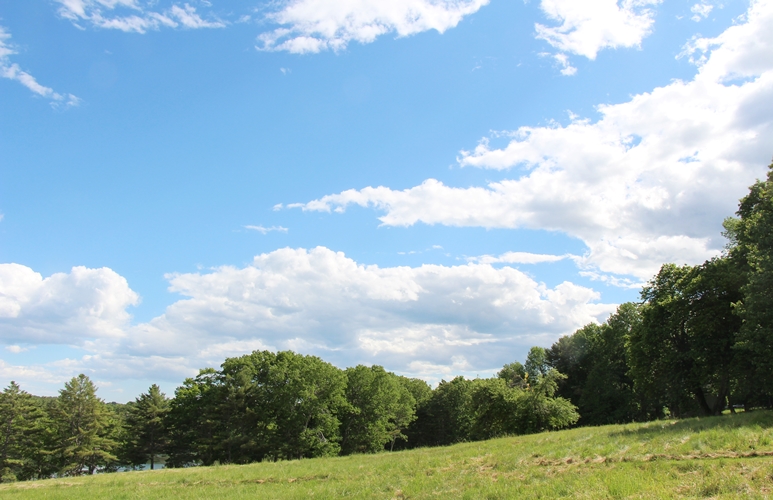 Maine Meadow walk