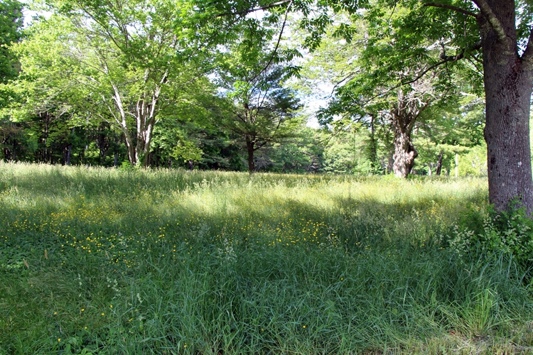 wild flowers